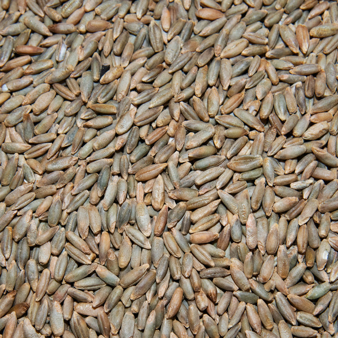 Grain de Seigle Bio (2,5kg)