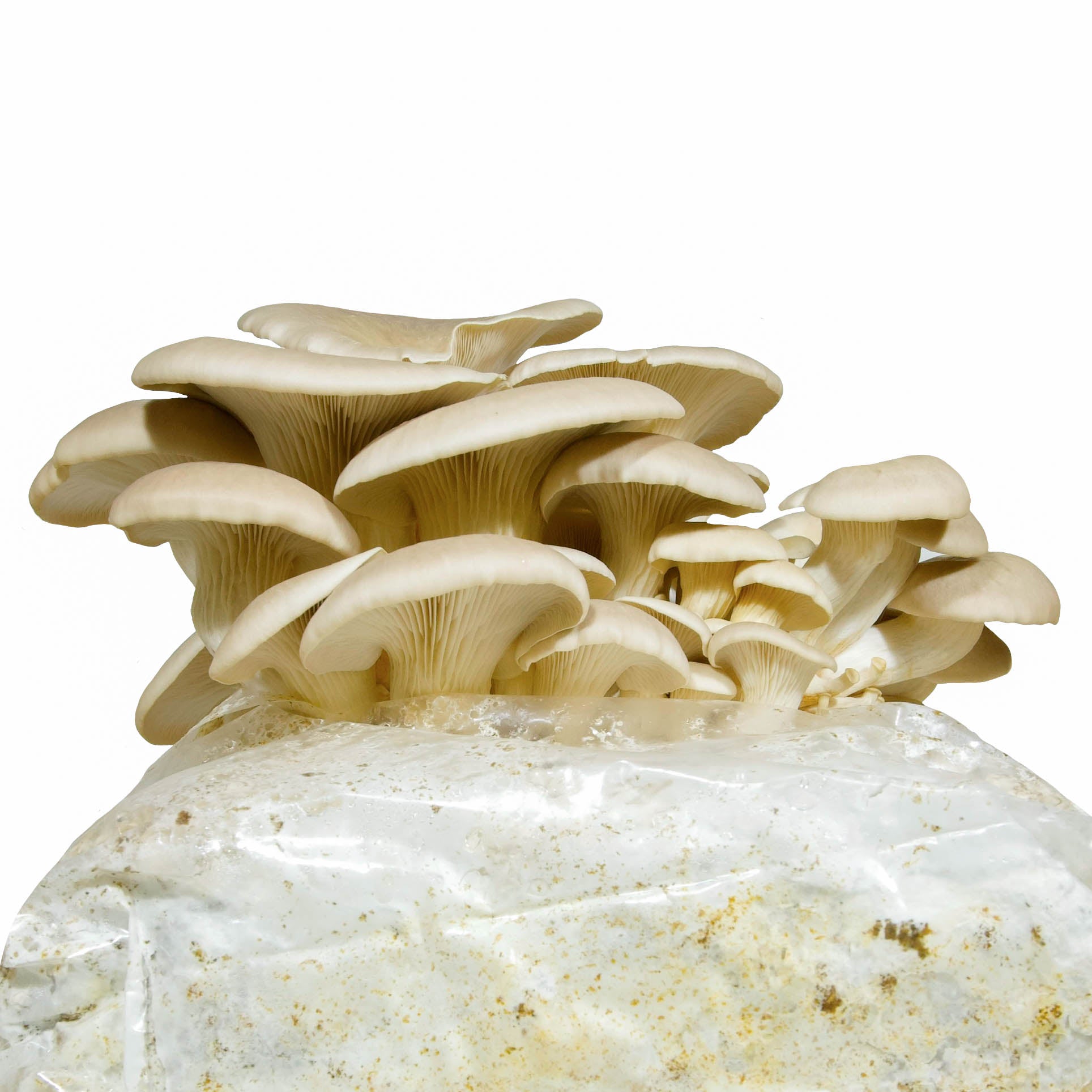 Pleurote. Un champignon facile à cuisiner